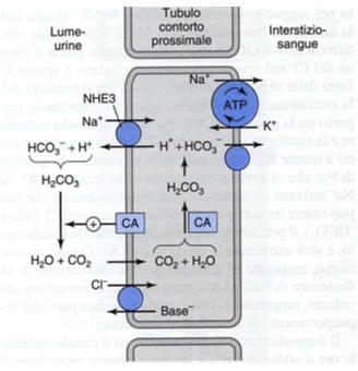 Il ruolo del rene nel recupero del bicarbonato NB: questo meccanismo, come quello dei globuli rossi, non è in grado di opporsi a grosse acidosi ma serve soltanto a recuperare una parte del