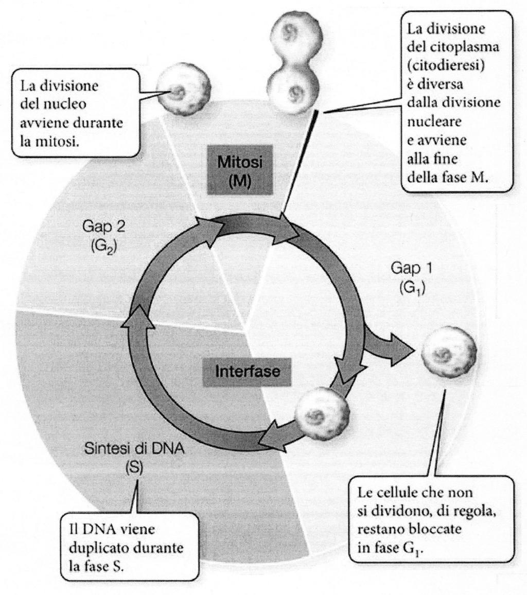 Illustrazione 1: Le fasi cellulari Il ciclo cellulare è un evento molto importante, per questo motivo è regolato in tutte le sue dimensioni.