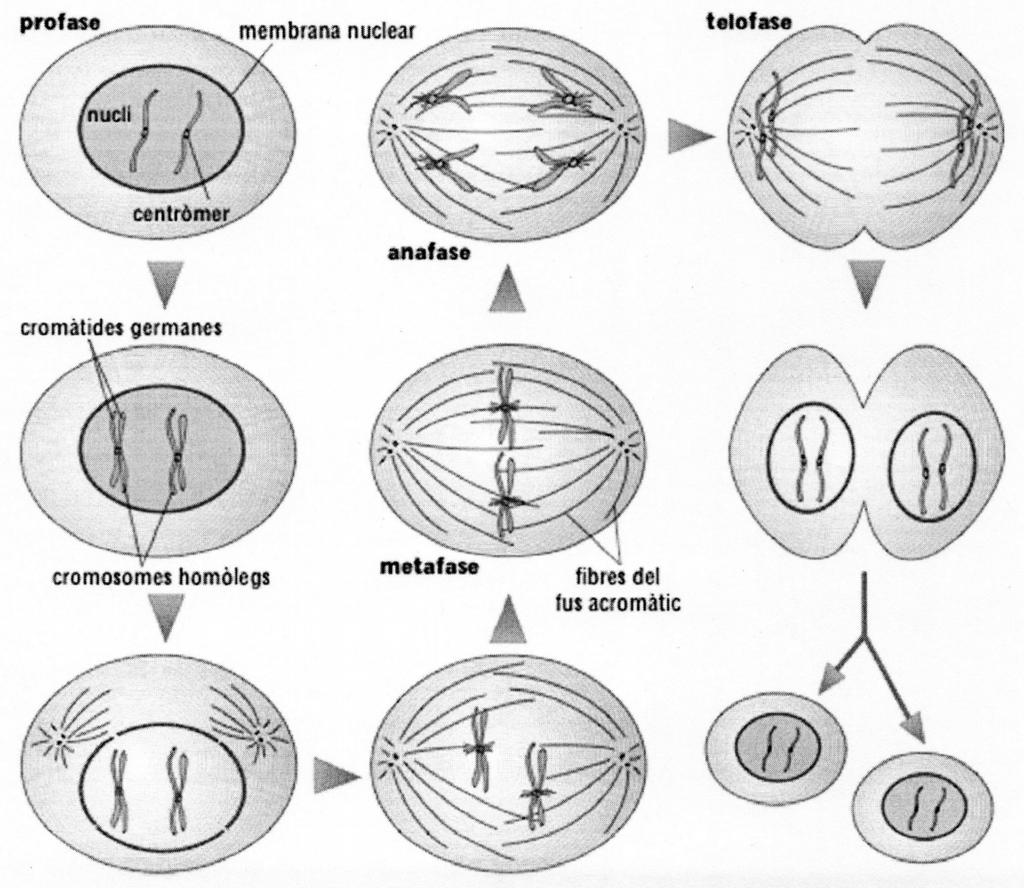 Illustrazione 2: La mitosi La meiosi Alcune cellule degli organismi servono per dare origine a un nuovo essere vivente.