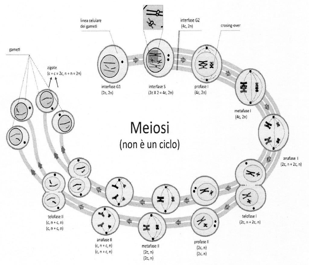 La profase II è la fase dove il nucleo si dissolve nuovamente e i centrioli si duplicano una seconda volta. Si riforma il fuso mitotico. Nella metafase II i 23 cromosomi sono allineati all'equatore.