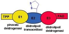 Complesso multienzimatico della piruvato deidrogenasi si trova nella porzione interna della membrana mitocondriale interna Il complesso enzimatico della piruvato deidrogenasi è formato da 3 unità o