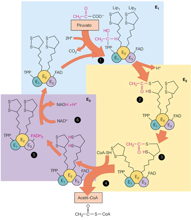 Meccanismo di azione del complesso della piruvato deidrogenasi Reazione 1, decarbossilazione: il piruvato viene decarbossilato da E 1 (piruvato deidrogenasi), legandosi con il TPP e formando