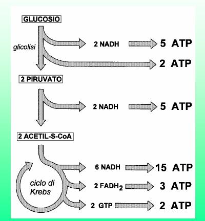 RESA ENERGETICA NETTA IN ATP DAL METABOLISMO AEROBIO DEL GLUCOSIO 32 (o 30) ATP * *il numero dipende da