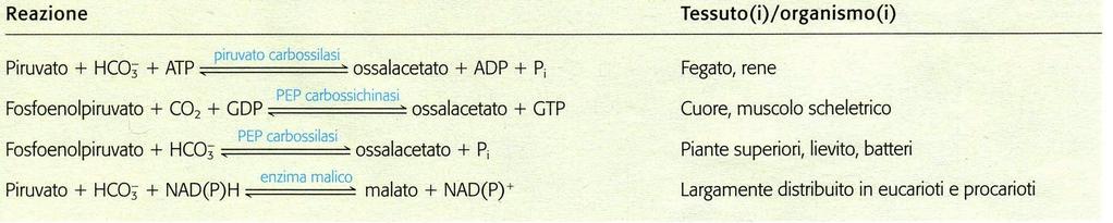 REAZIONI ANAPLEROTICHE Altre reazioni anaplerotiche: reazioni di