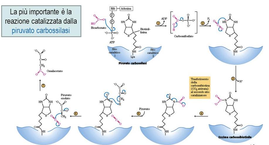 L'ATP fosforila il bicarbonato. Il carbossifosfato formatosi trasferisce il gruppo carbossilico alla biotina formando carbossibiotina.