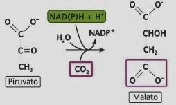 REAZIONI ANAPLEROTICHE Enzima malico o MalatoDH decarbossilante Citoplasmatico Reazione di carbossilazione riduttiva del piruvato a dare malato.