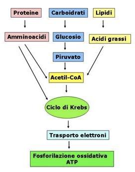 Regolazione del ciclo di Krebs La regolazione del ciclo di Krebs avviene: a livello dell entrata del carburante metabolico: acetil-coa (da carboidrati tramite PIR- DH, da lipidi tramite beta-ox, da