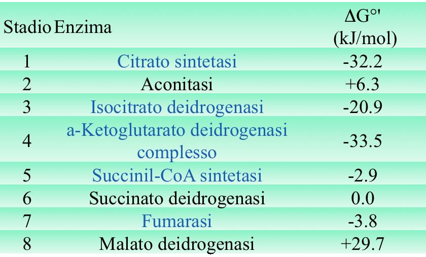 Regolazione del ciclo di Krebs 3 TAPPE IRREVERSIBILI Le tre reazioni chiave del ciclo sono quelle fortemente esoergoniche catalizzate dagli enzimi: citrato sintasi, è