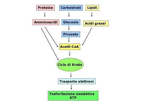 Il ciclo dell acido citrico collega le vie cataboliche dei carboidrati, dei grassi e delle proteine.