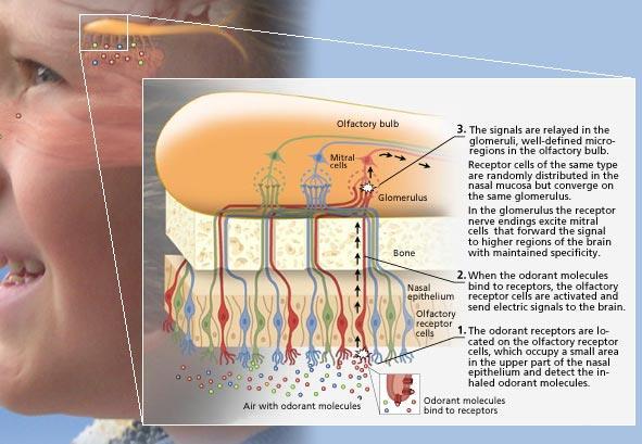 Influenza del cervello Nobel Prize in Physiology or Medicine 2004 (Richard