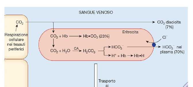 Trasporto della CO 2 nel sangue 7%