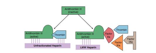 Anticoagulanti eparinici Meccanismo d azione EPARINE sono INIBITORI INDIRETTI DELLA TROMBINA