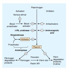 Fibrinolisi La fibrinolisi riguarda il processo di digestione della fibrina da parte della plasmina, proteasi fibrino-specifica.