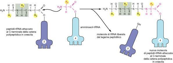 Formazione del