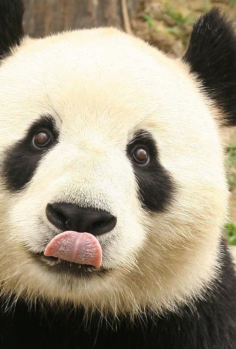 I panda si abbracciano? I Panda sono mammiferi appartenenti alla famiglia Ursidae (degli orsi!) che vivono principalmente in Cina.