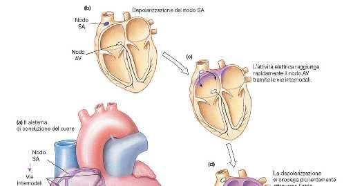 Il pda cardiaco