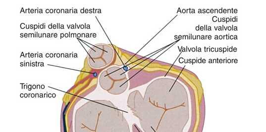 La chiusura delle valvole atrio-ventricolari e semilunari genera in seguito alla creazione