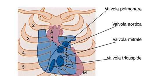 A P 1 TONO generato dalla chiusura delle valvole atrio-ventricolari (mitrale