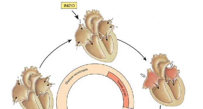 Inizio rilasciamento ventricolo Pv. Quando Pv<PA, sangue tende a refluire nel ventricolo Chiusura valvole semilunari.