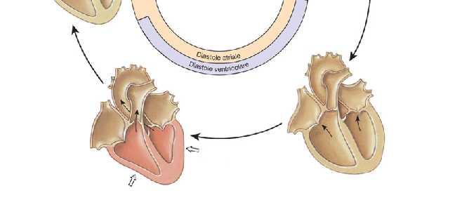 Riempimento del ventricolo (diastole isotonica) Riempimento ventricolo completato da sistole atriale (presistole) Volume sangue nel ventricolo a fine sistole 70 ml (Volume telesistolico VTS) Volume