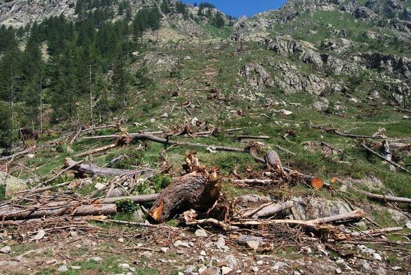 Grosse valanghe che si staccano però oltre il limite del bosco