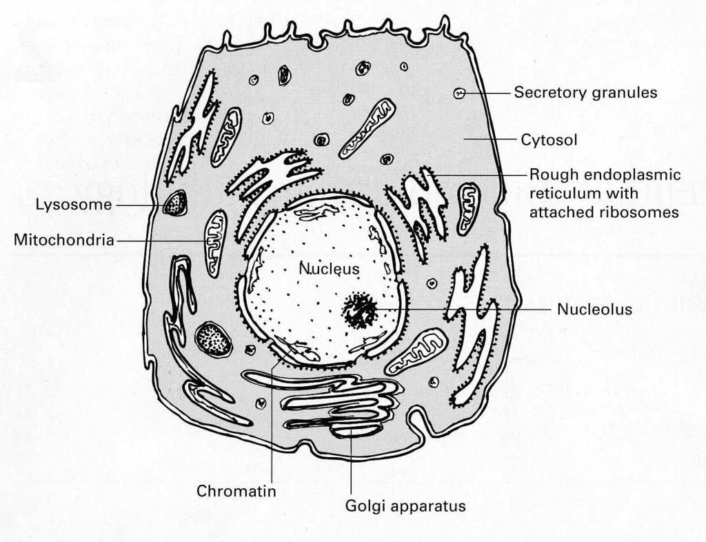 CELLULE