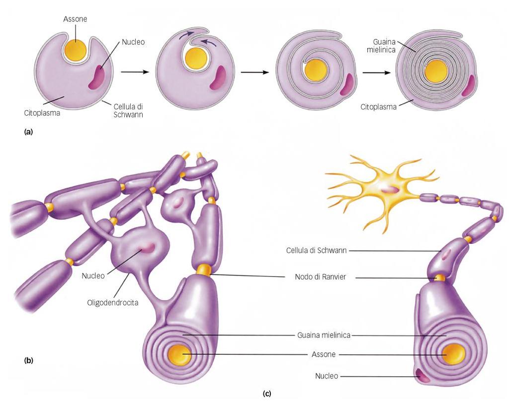 Formazione ed origine della guaina mielinica Nel corso dello sviluppo di un manicotto mielinico un assone ancora «nudo» affonda nel citoplasma di una cellula di Schwann o di un oligodendrocita.