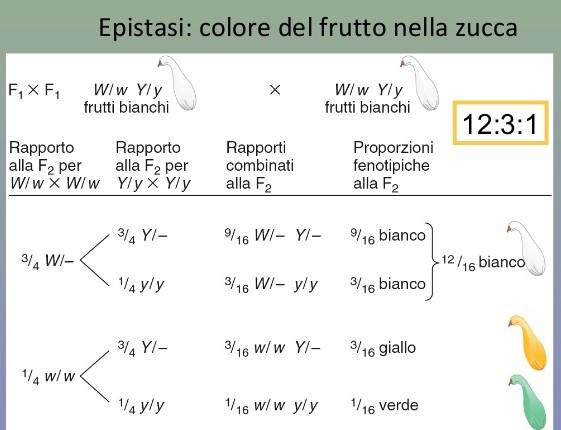 EPISTASI DOMINANTE :