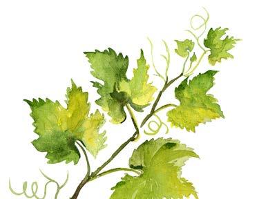 50 Guido Brivio 2016 Tipo d uva: Sauvignon blanc ROSATO SVIZZERO Fior d Autunno TICINO 7.50 52.