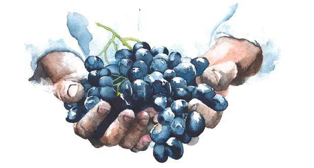 00 Antinori 2015/2016 Tipo d uva: Cabernet Sauvignon, Merlot, Syrah Insoglio del Cinghiale - Toscana IGT TOSCANA 65.