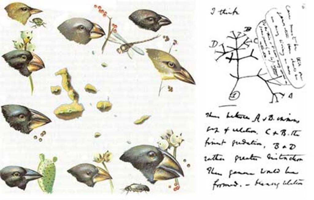 Darwin ipotizza un processo naturale che può