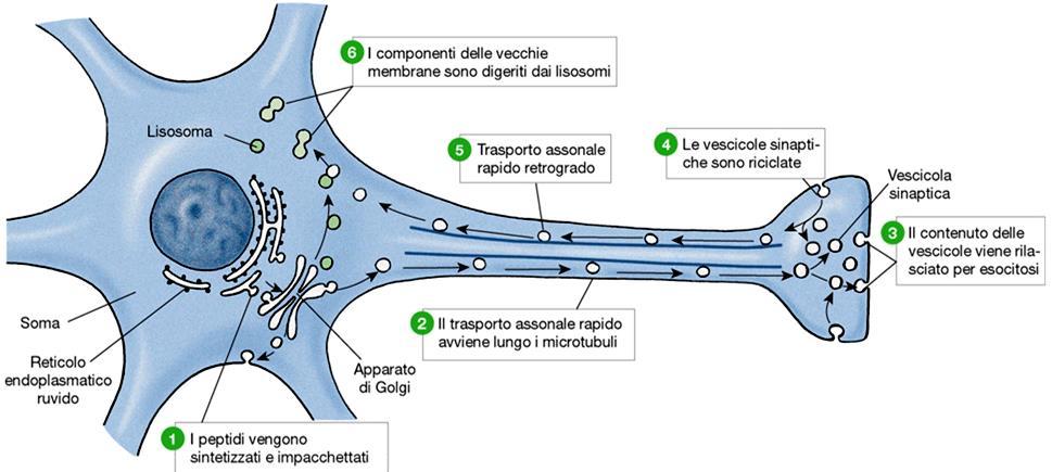 Trasporto assonale I neuroni presentano meccanismi di trasporto per mobilitare prodotti sia dal corpo cellulare