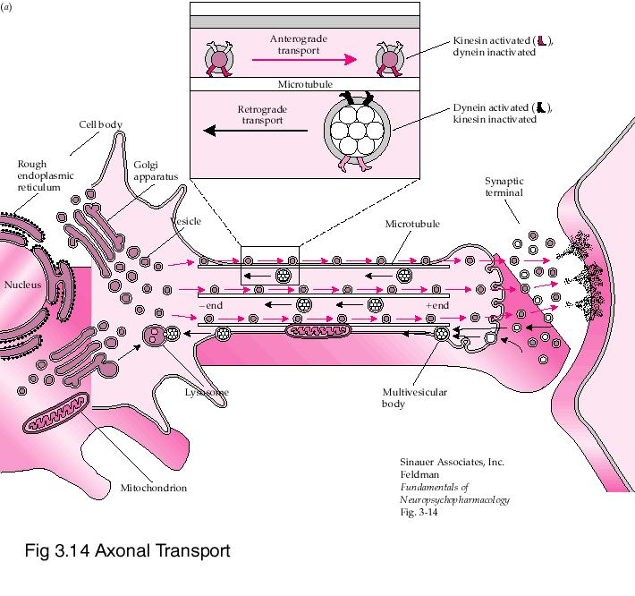 Trasporto assonale Il trasporto di vescicole dal soma al terminale assonale avviene grazie ai microtubuli che si estendono per tutta la lunghezza dell assone e svolgono il ruolo di «binari» per le