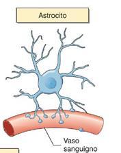 Principali tipi di cellule gliali Astrociti Gli astrociti sono presenti nel SNC dove