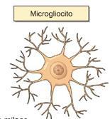 rispettivamente nel sistema nervoso centrale e in quello periferico I microgliociti si