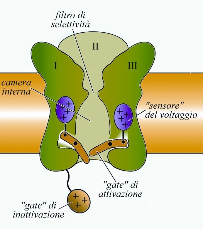 Canali del Na + voltaggio dipendenti Elementi caratterizzanti di tali canali sono: 4 domini della subunità α disposte in cerchio, ognuna con 6 STM; il filtro di selettività, dato dalla