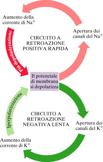 Schematizzazione del ciclo di Hodgkin è la relazione circolare