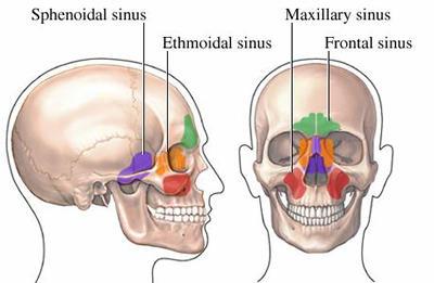 Sviluppo dei seni paranasali Frontale Seno Etmoidale Mascellare Sfenoidale Inizio