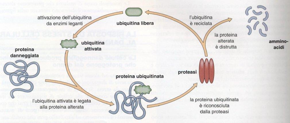 DEGRADAZIONE DELLE PROTEINE CELLULARI DA PARTE DELLE