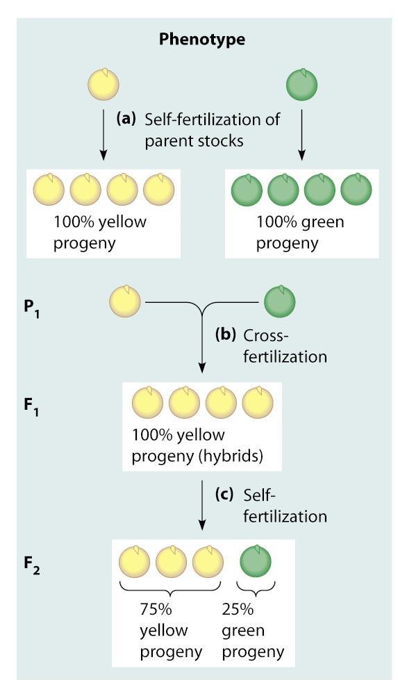 Gli incroci monoibridi rivelano il principio della segregazione e il concetto di dominanza Questo rapporto di 3 a 1 di progenie gialla rispetto a quella verde, osservato da Mendel nella F2, si