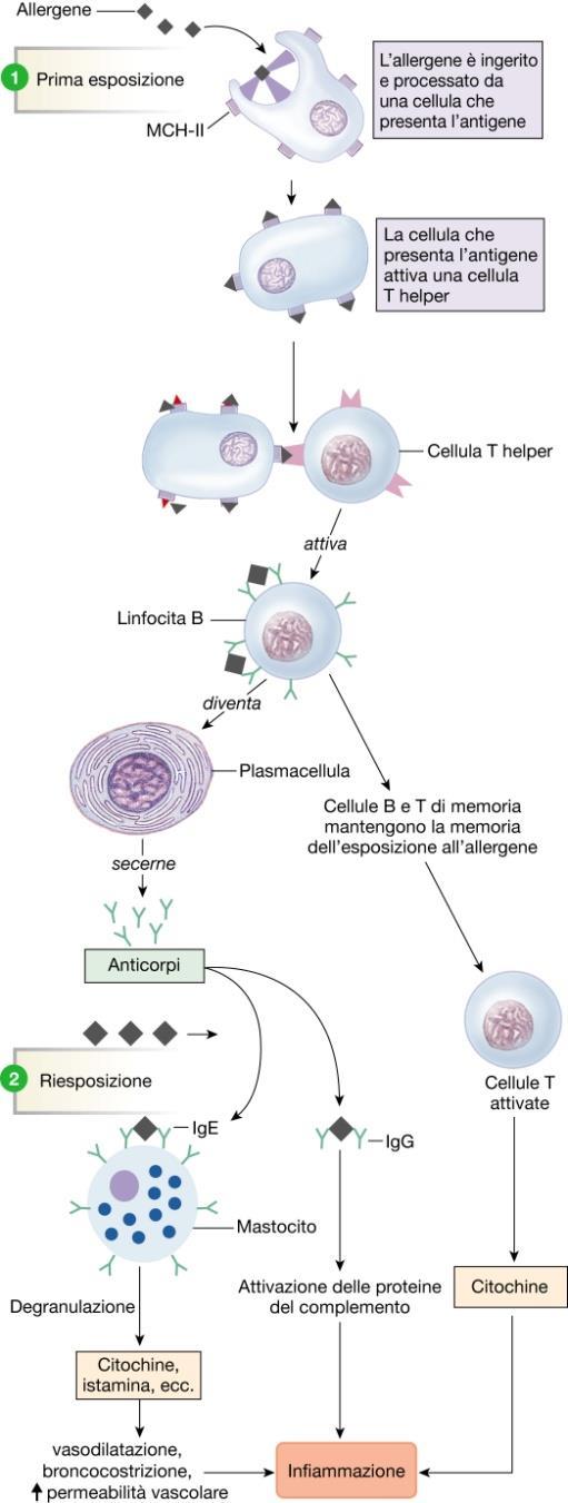 La risposta immunitaria