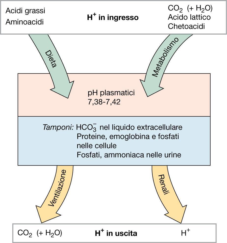 Difese dell organismo contro CO 2 e H + : Sistemi tampone del sangue (secondi) (Fosfati,