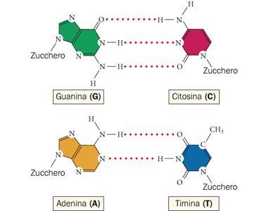 La struttura del DNA La molecola del DNA