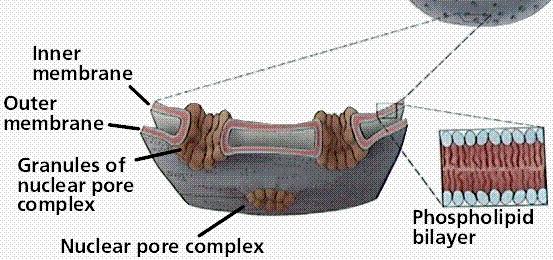 MEMBRANA NUCLEARE INTERNA e MEMBRANA NUCLEARE ESTERNA SEPARATE DA UNO SPAZIO PERINUCLEARE OGNI MEMBRANA HA LA CARATTERISTICA