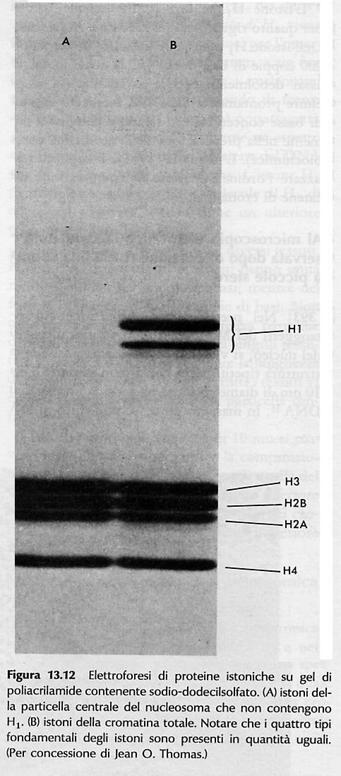 GRUPPO DI PROTEINE ETEROGENEO, SPECIALIZZATO IN: DUPLICAZIONE DNA (DNA