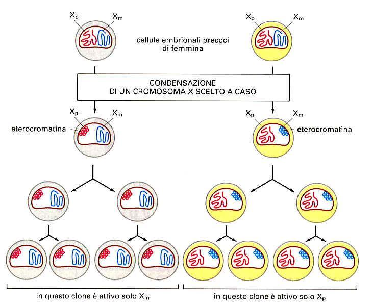 NEI MAMMIFERI UNO DEI CROMOSOMI X FEMMINILI VIENE INATTIVATO PERMANENTEMENTE, FORSE PERCHE UNA DOPPIA DOSE DI CERTI PRODOTTI GENICI POTREBBE ESSERE LETALE.
