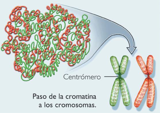 CROMOSOMI STRUTTURA MOLTO COMPATTA E COLORABILE, VISIBILE AL