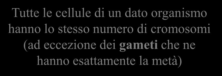 Ad esempio il corredo cromosomico umano è di 46 cromosomi (23 coppie di