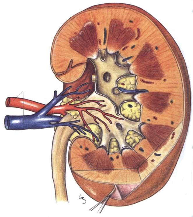 Arteria e vena renale Immagine tratta da: Anatomia