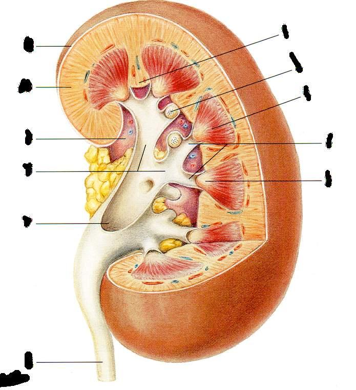 Immagine tratta da: Anatomia dell Uomo, G. Ambrosi et al.